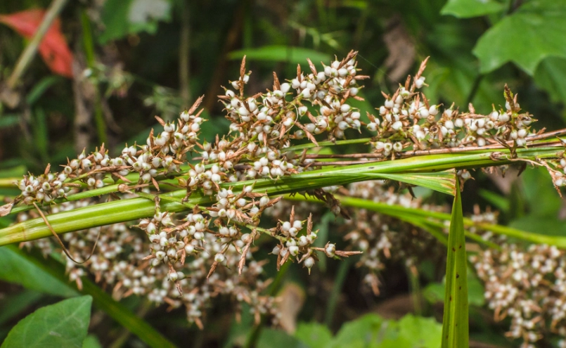 煙火草 觀賞地點