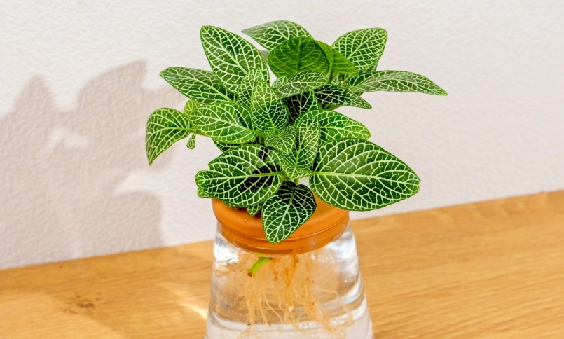 室內植物 室內植物