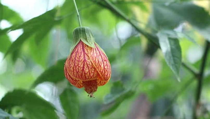 風鈴花下垂原因