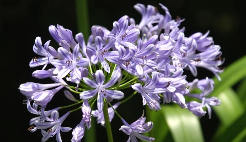 像煙火的花 台灣