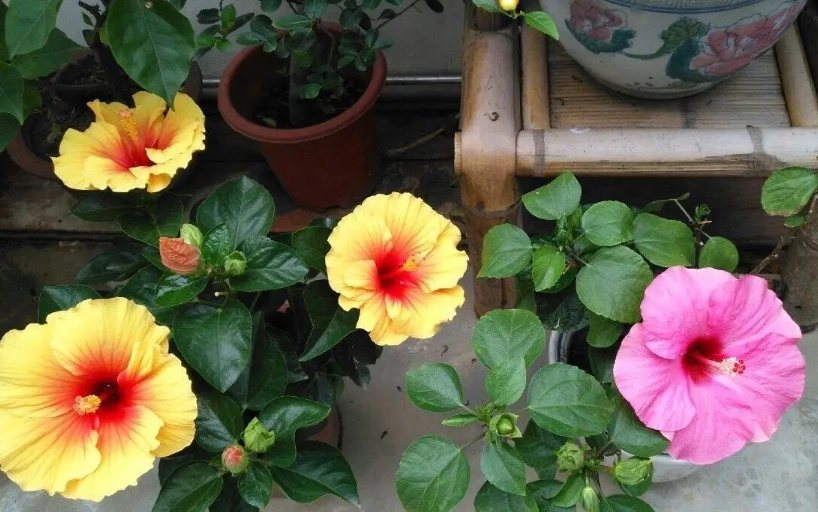 扶桑花修剪 扶桑花修剪