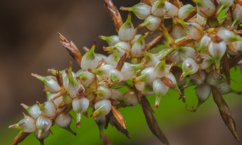 煙火草 觀賞地點
