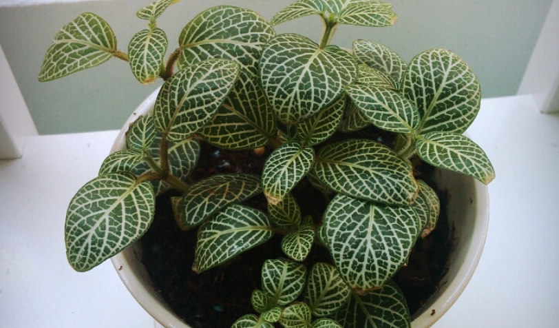 網紋草修剪全攻略：從工具選擇到造型養護，一次解決你的所有疑問