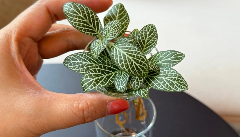 網紋草繁殖方法