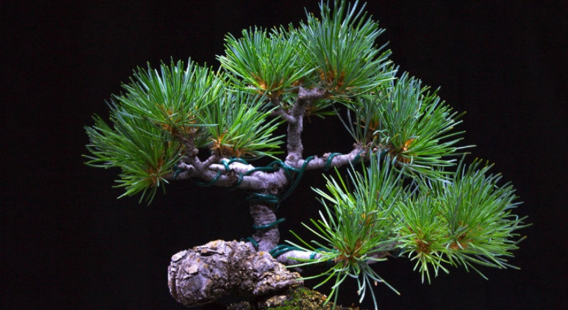 黑松種植全攻略：從選苗到修剪的實用技巧