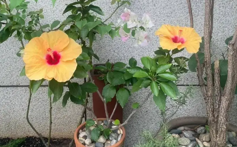 扶桑花照顧 扶桑花照顧