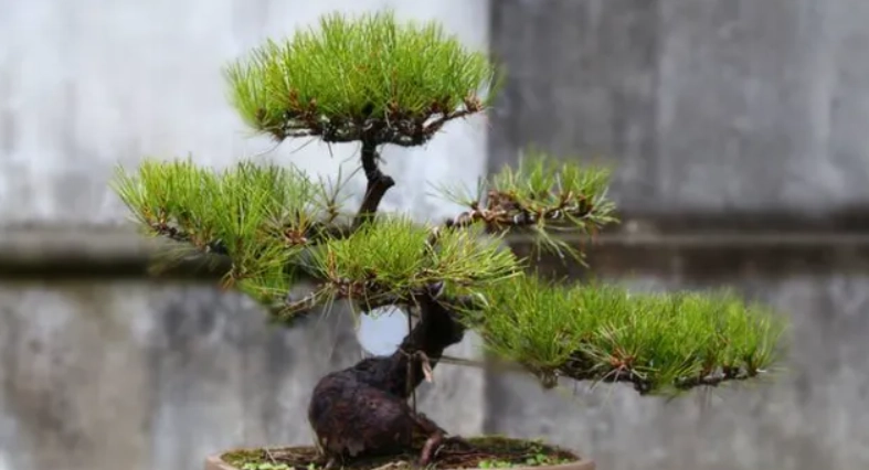 黑松常見問題 黑松常見問題