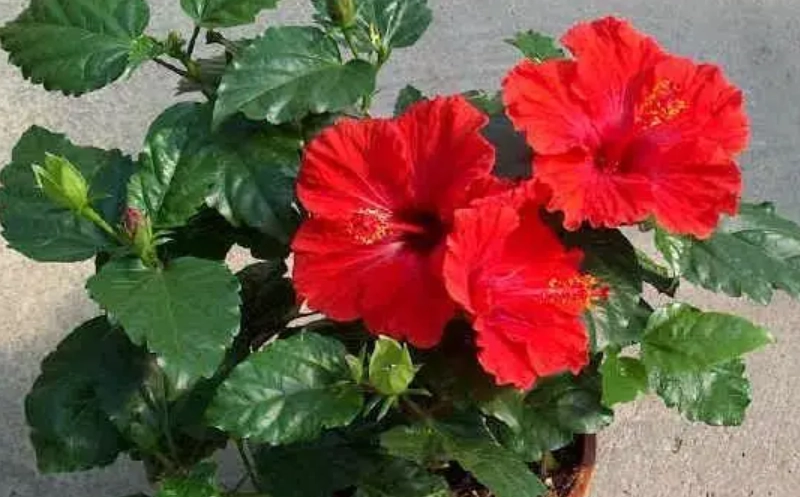 扶桑花修剪 扶桑花修剪