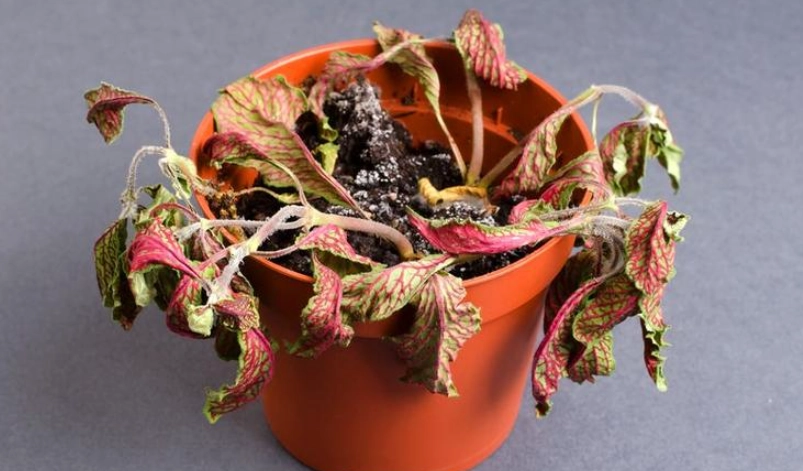 網紋草枯萎原因 網紋草枯萎原因