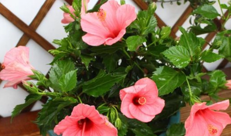 扶桑花照顧 扶桑花照顧