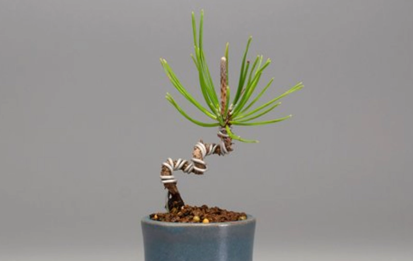 三河黑松 三河黑松