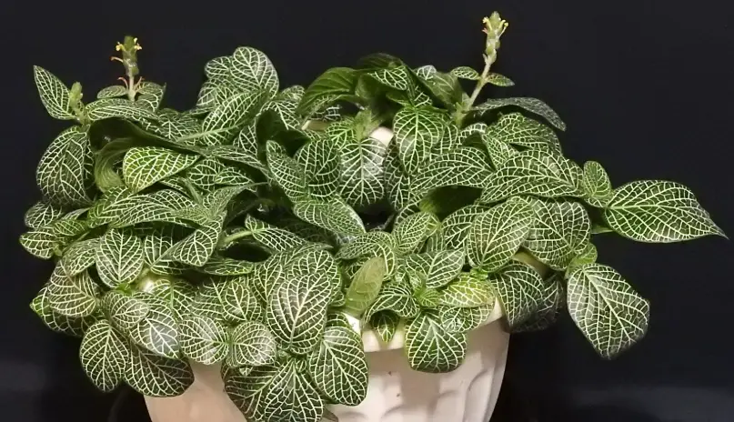 網紋草急救方法 網紋草急救方法