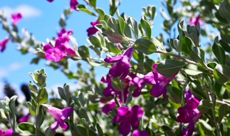 像煙火的花 台灣