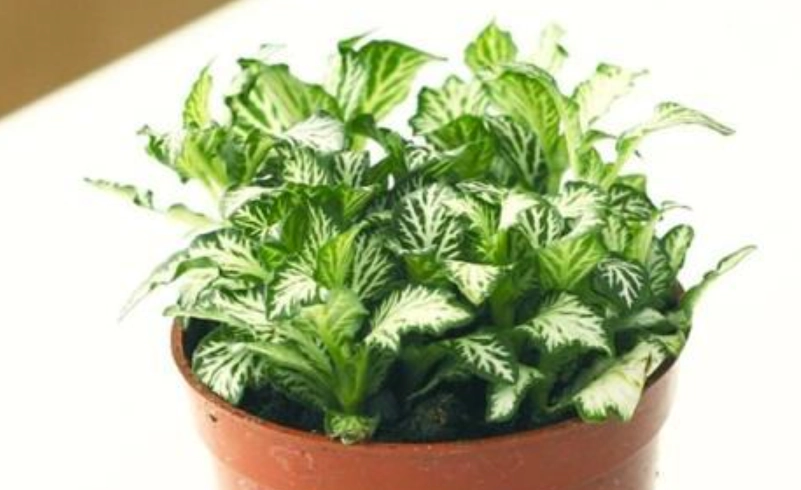 網紋草水耕繁殖