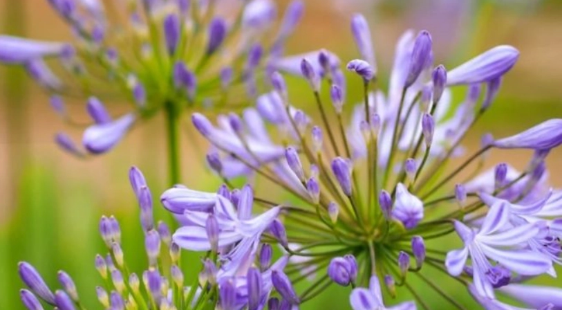 像煙火的花 台灣