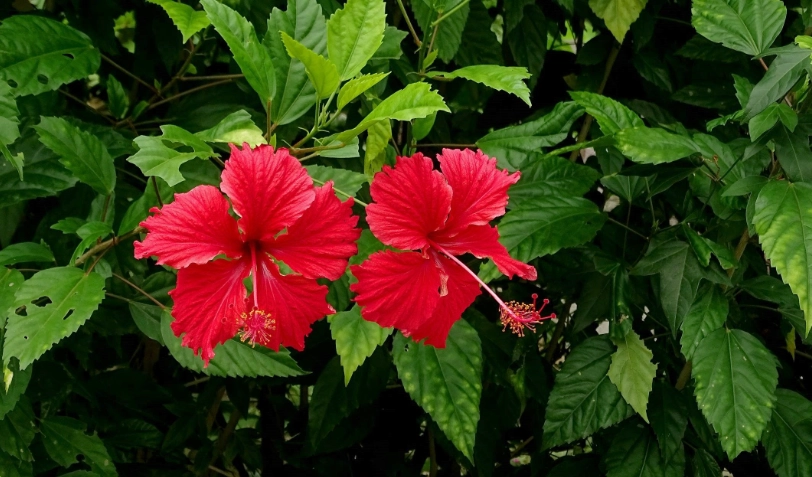 扶桑花種植全攻略：從選苗到爆花，新手也能變綠手指