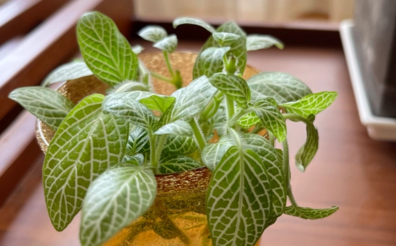 水培植物 水培植物