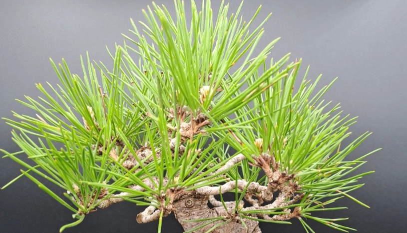 黑松森林景觀 黑松森林景觀