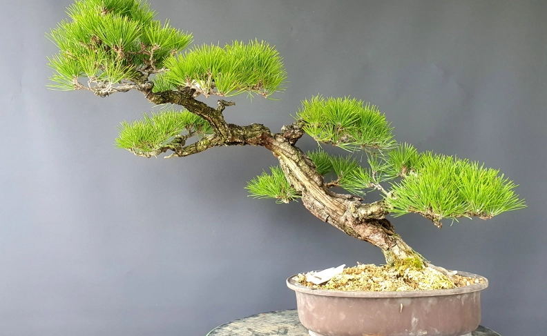 三河黑松體驗 三河黑松體驗