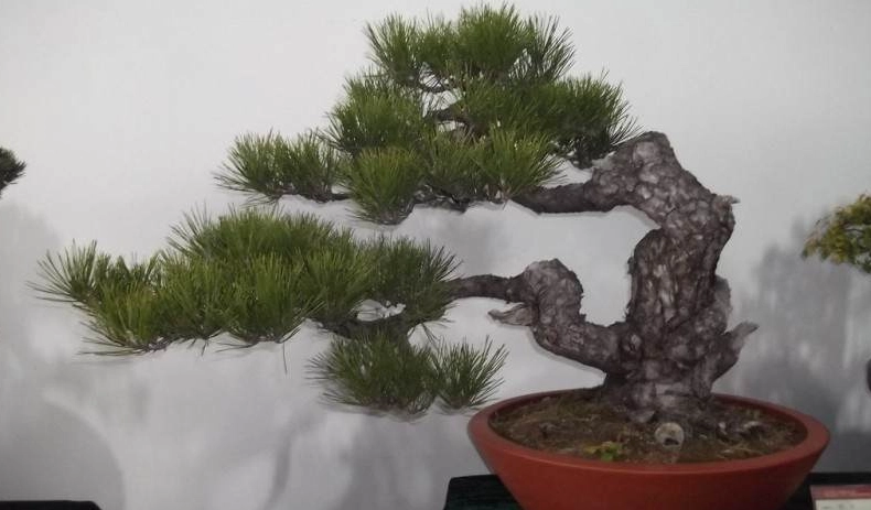 黑松盆景養護 黑松盆景養護