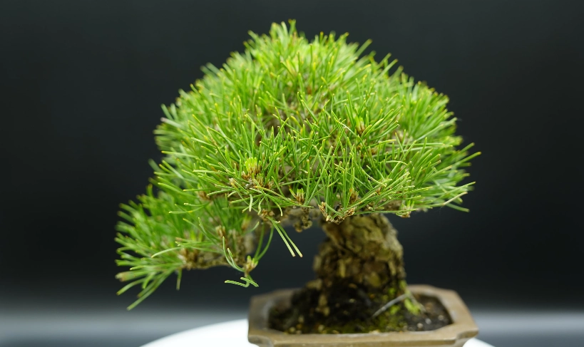 三河黑松 三河黑松