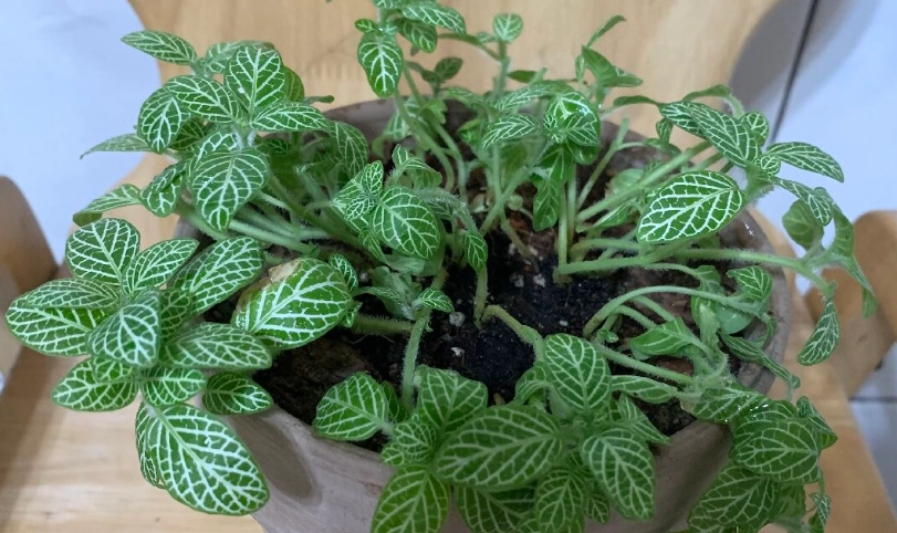 網紋草枯萎原因 網紋草枯萎原因