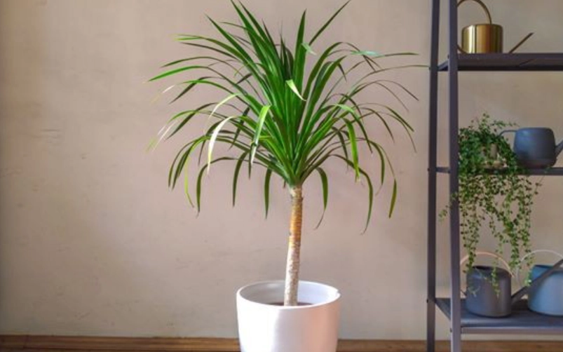 龍血樹養護技巧 龍血樹養護技巧