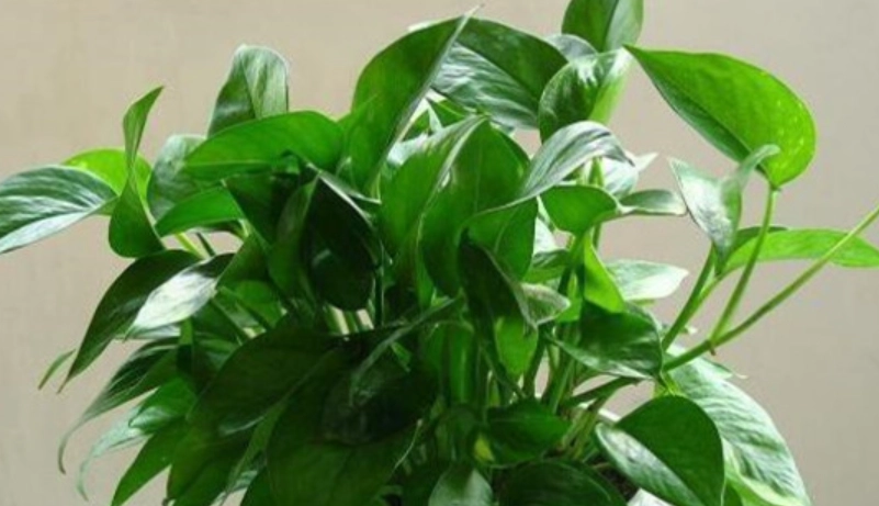 綠蘿 黃金葛 差別