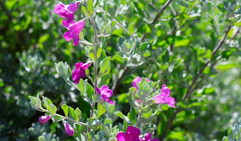 紅花玉芙蓉開花時間