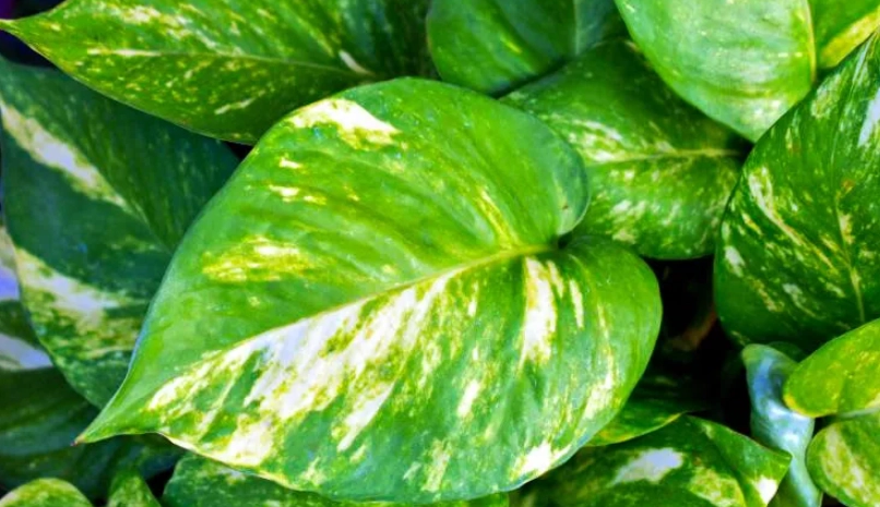 綠蘿 黃金葛 分辨