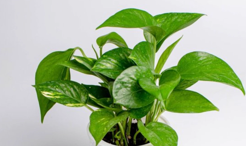 黃金葛 綠蘿 一樣嗎