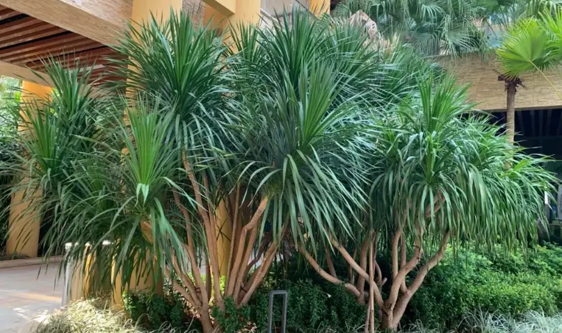 龍血樹養護技巧 龍血樹養護技巧