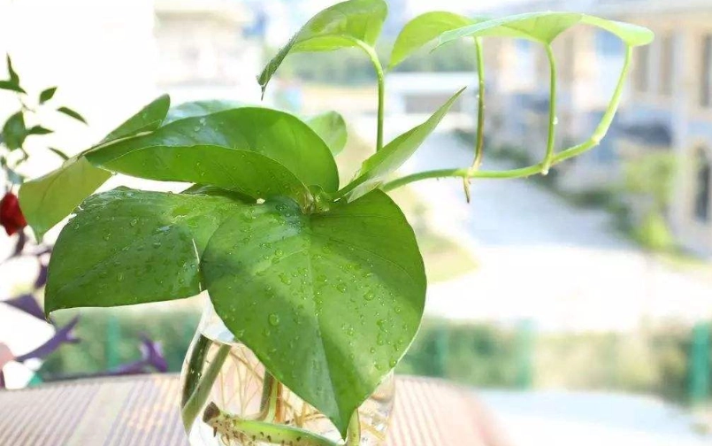 綠蘿照顧方法 綠蘿照顧方法