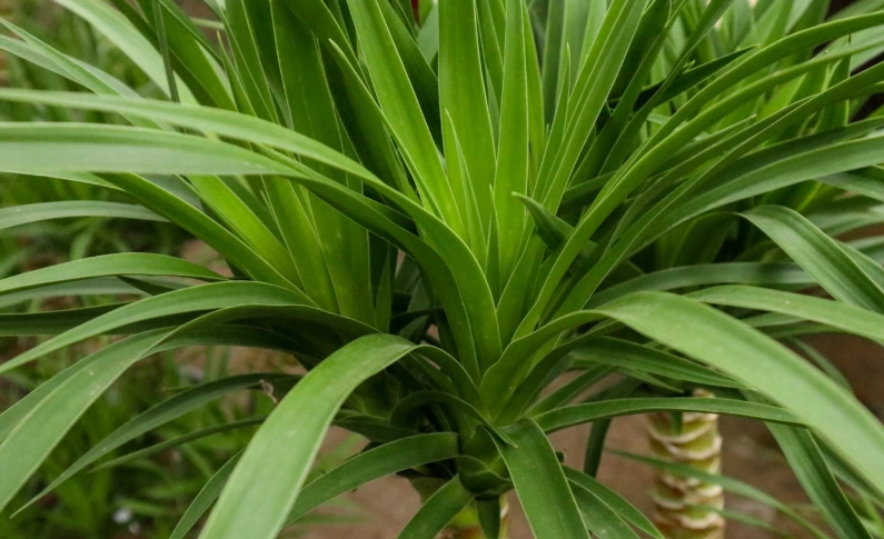 龍血樹修剪方法 龍血樹修剪方法