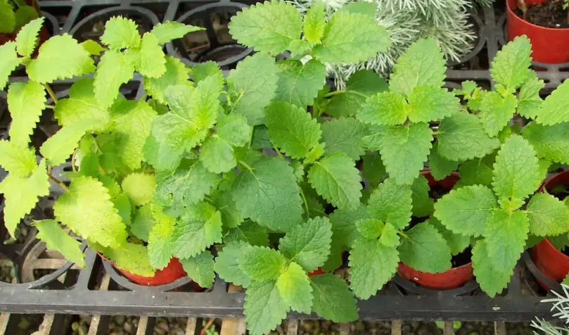 香草植物 香草植物