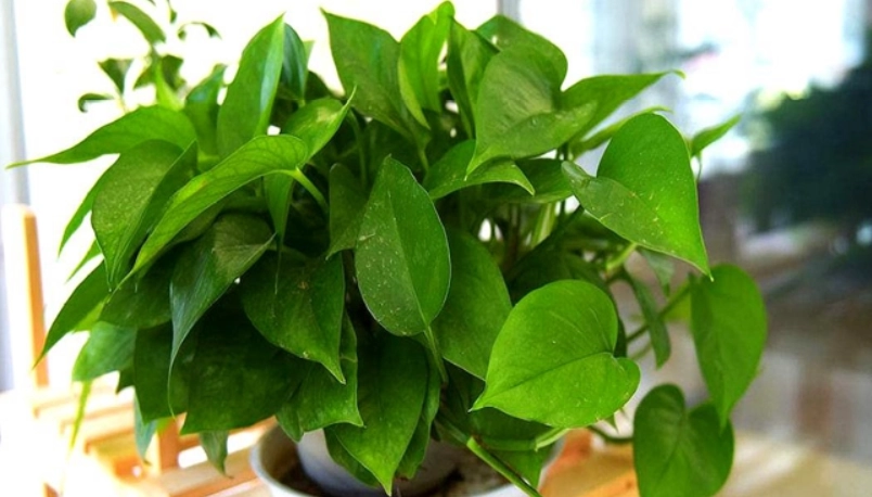 黃金葛 綠蘿 一樣嗎