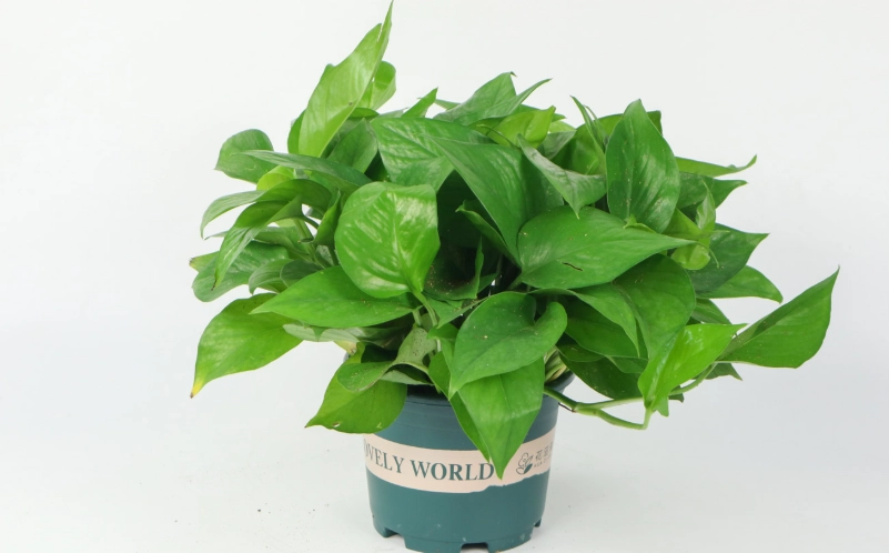 綠蘿 黃金葛 差別