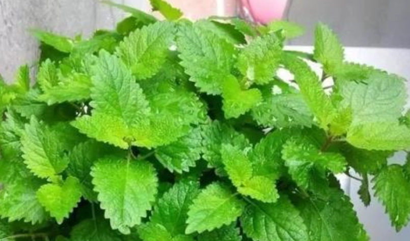 香草植物 香草植物