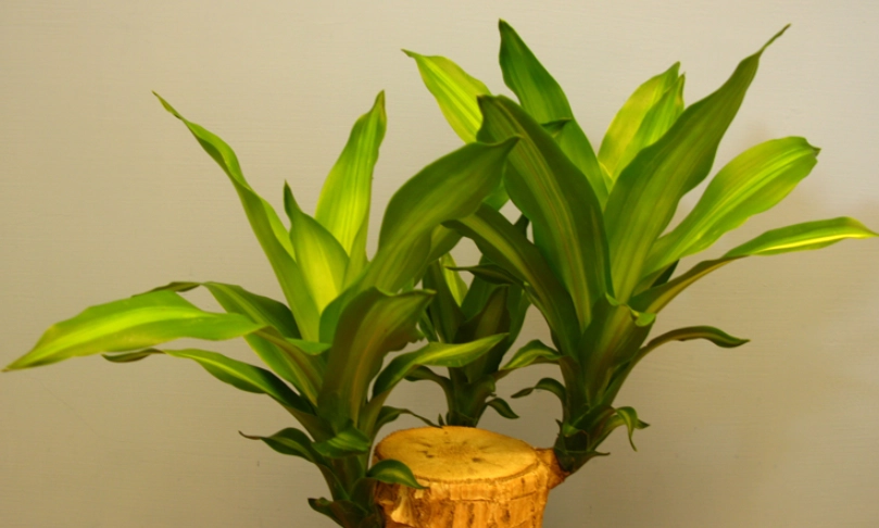 龍血樹修剪方法 龍血樹修剪方法