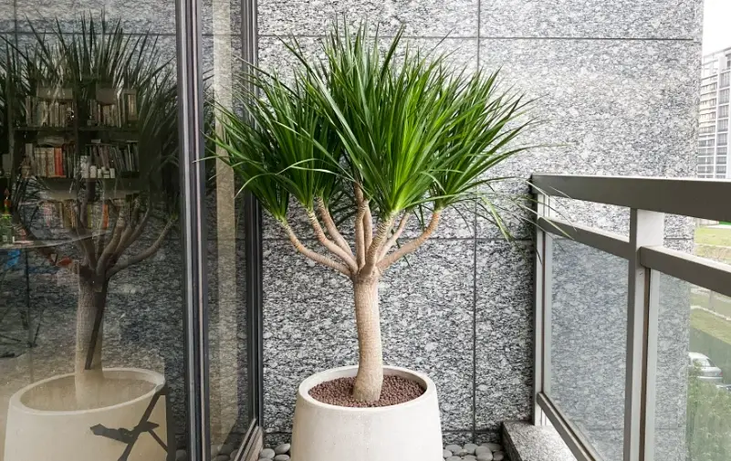 龍血樹生長速度