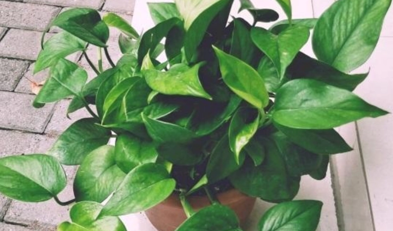 黃金葛養護 黃金葛養護