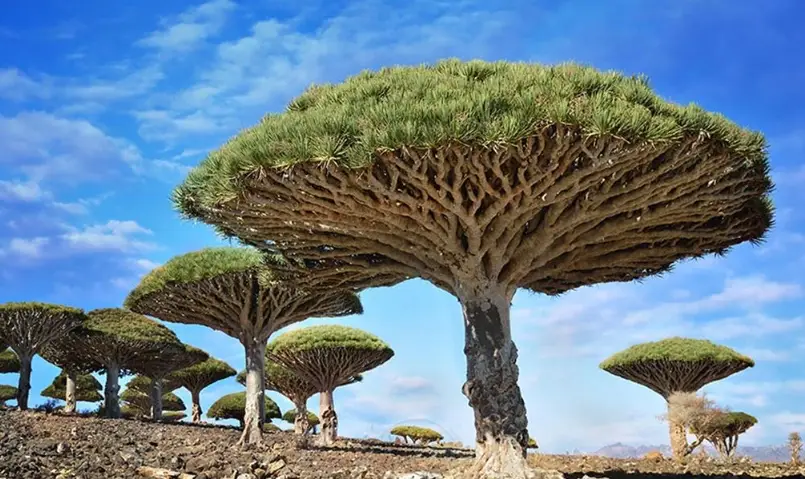 索科特拉島旅遊