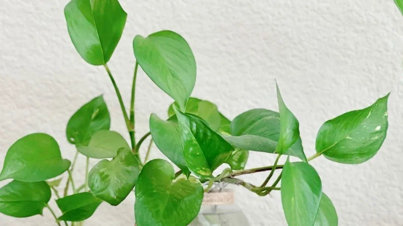 綠蘿 黃金葛 差別