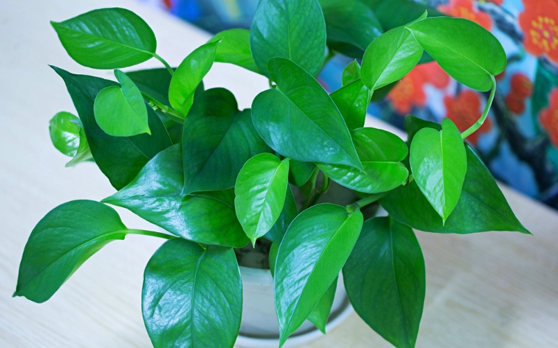 綠蘿照顧方法 綠蘿照顧方法