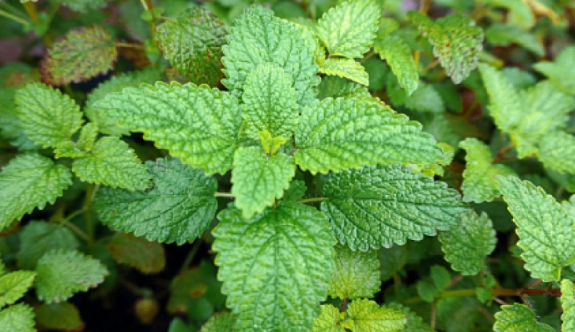 檸檬香蜂草 檸檬香蜂草