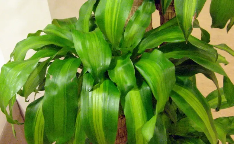 香龍血樹照顧 香龍血樹照顧