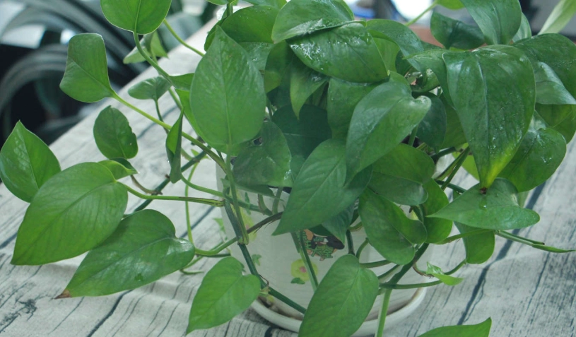 綠蘿照顧方法 綠蘿照顧方法