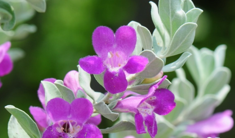 紅花玉芙蓉開花時間