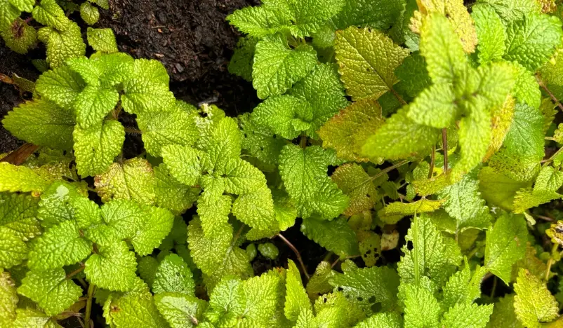 檸檬香蜂草 檸檬香蜂草