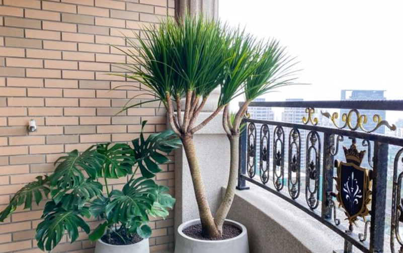 促進龍血樹生長 促進龍血樹生長